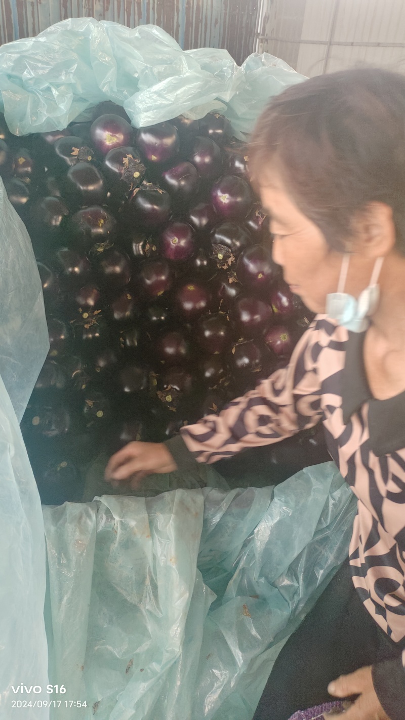 产地紫光圆茄，蔬菜市场超市电商平台大量供货。