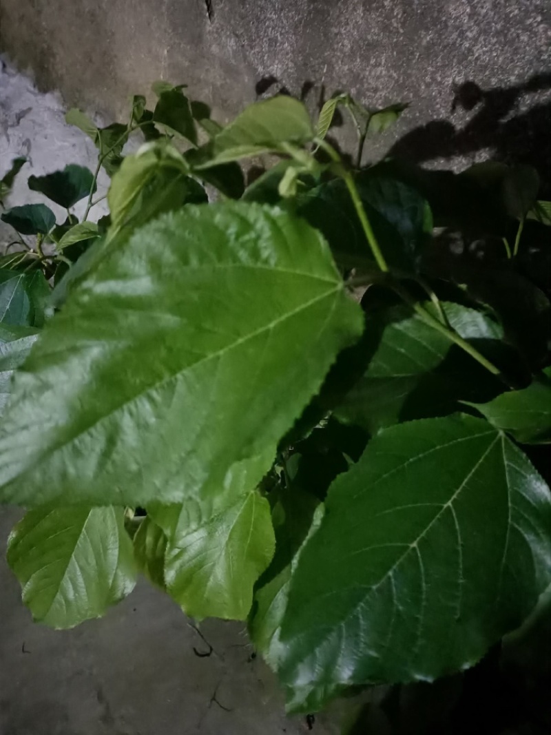 黄金百香果苗，产地直发，大量有货，欢迎各位老板咨询采购