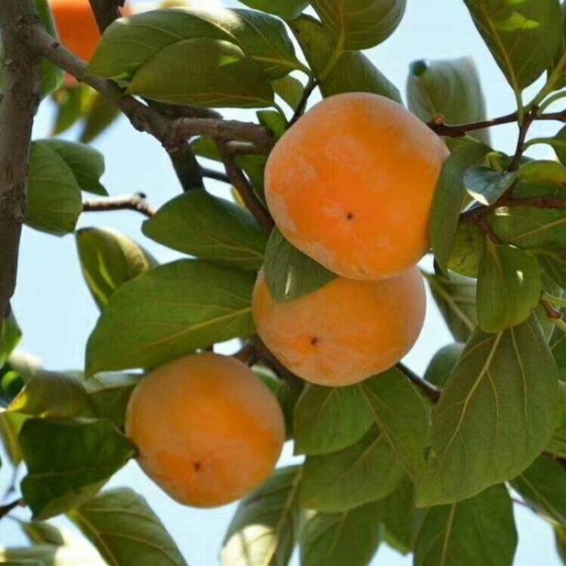 大量批发柿子树苗脆甜柿子水果柿子次郎甜柿阳丰甜柿