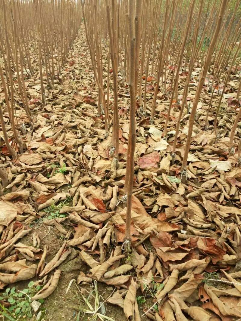大量批发柿子树苗脆甜柿子水果柿子次郎甜柿阳丰甜柿