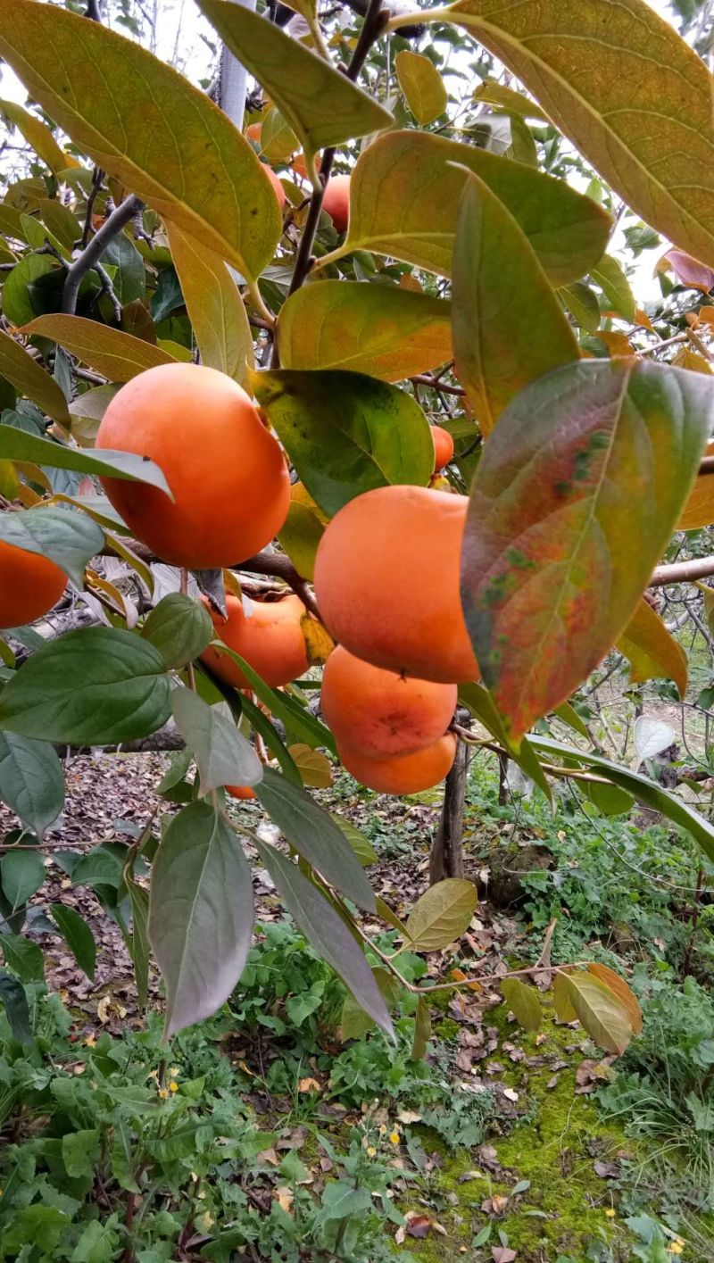大量批发柿子树苗脆甜柿子水果柿子次郎甜柿阳丰甜柿