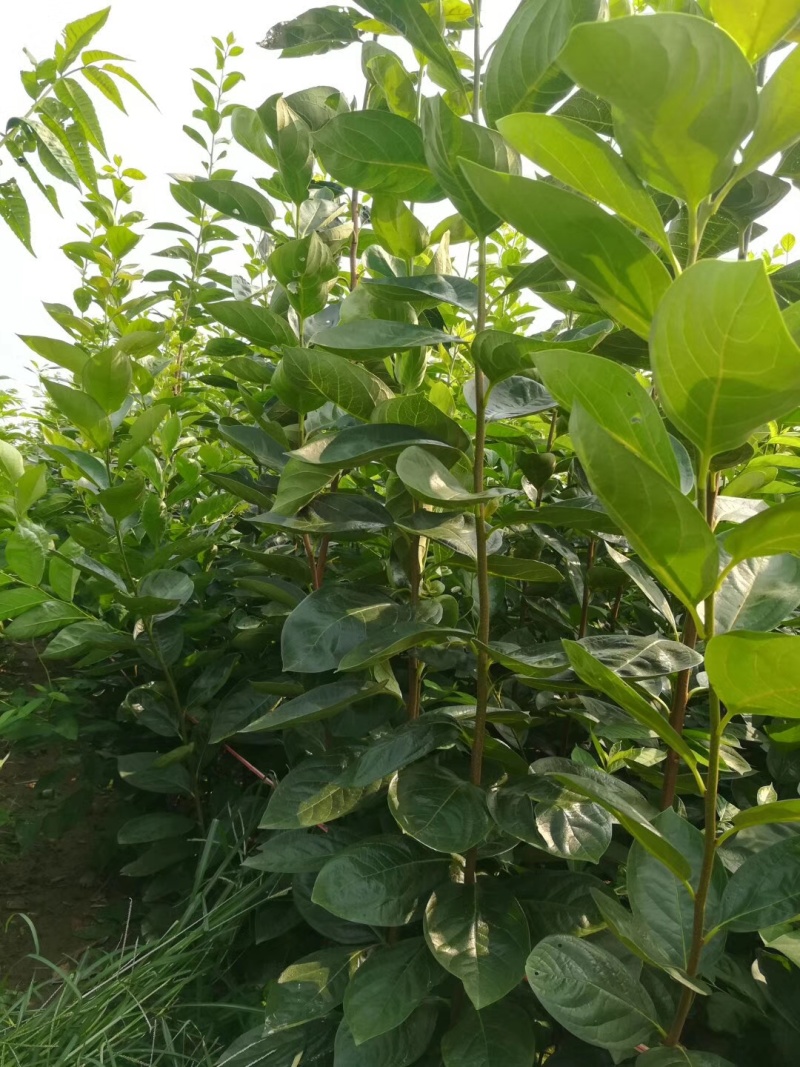 大量批发柿子树苗脆甜柿子水果柿子次郎甜柿阳丰甜柿