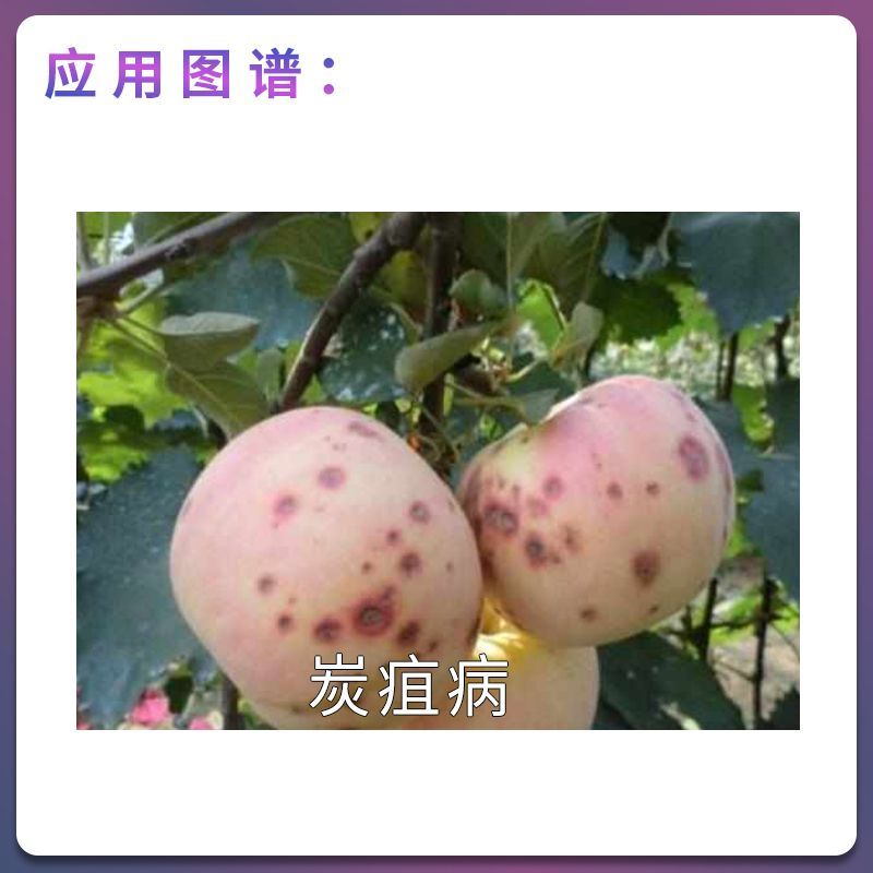 安道麦辉丰福满京38%咪鲜胺铜盐+多菌灵苹果树炭疽病
