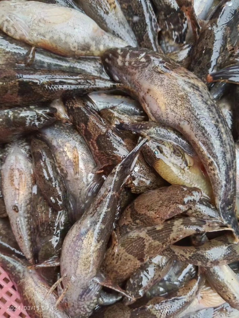 湖南湘西精品鲜活沙塘鳢大量有货价格优惠