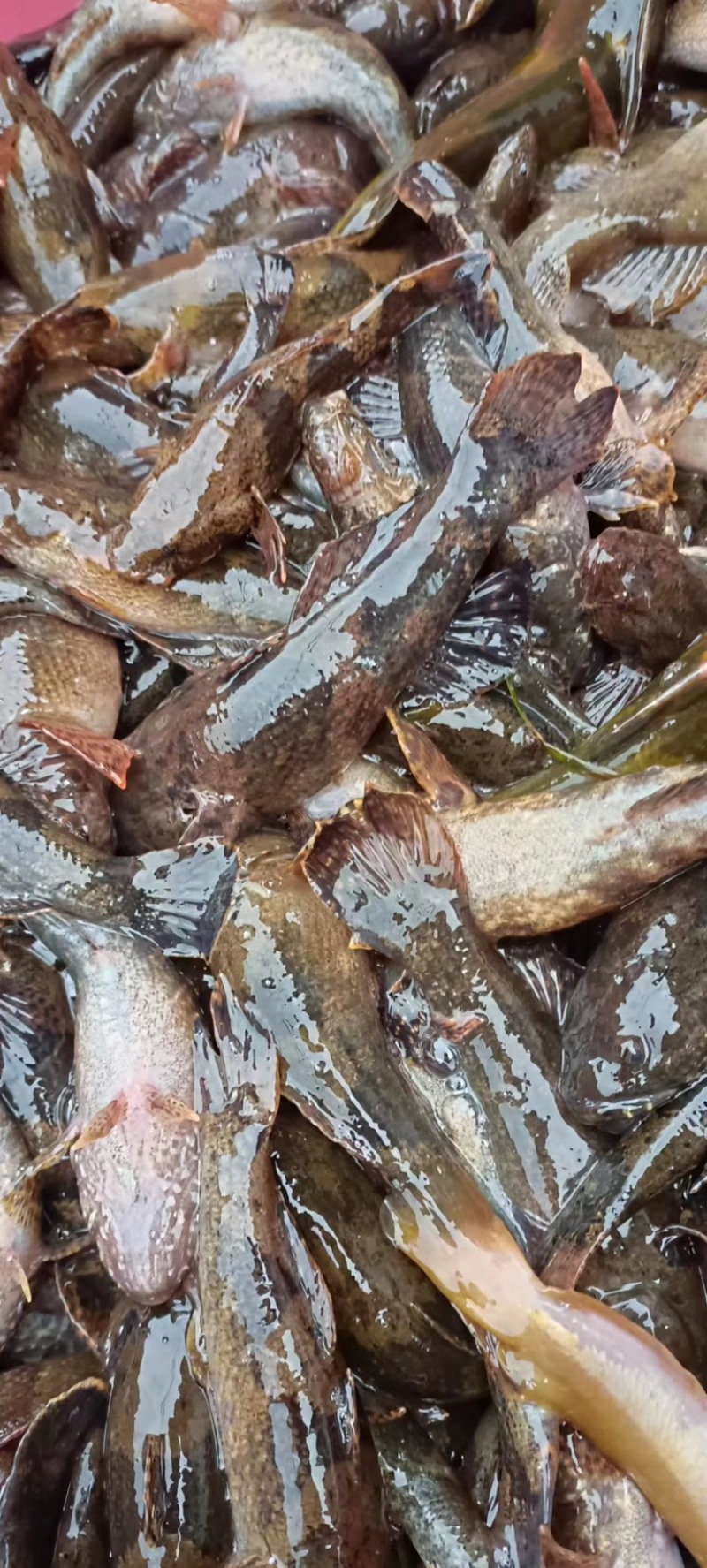 湖南湘西精品鲜活沙塘鳢大量有货价格优惠