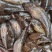 湖南湘西精品鲜活沙塘鳢大量有货价格优惠