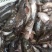 湖南湘西精品鲜活沙塘鳢大量有货价格优惠