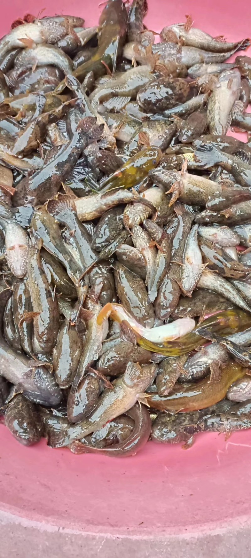 湖南湘西精品鲜活沙塘鳢大量有货价格优惠