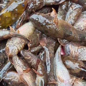 湖南湘西精品鲜活沙塘鳢大量有货价格优惠