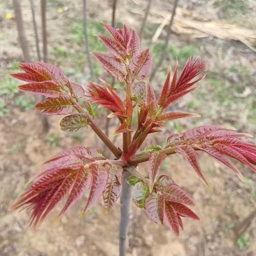 香椿苗四季香椿芽泰山红油香椿苗规格齐全大量批发