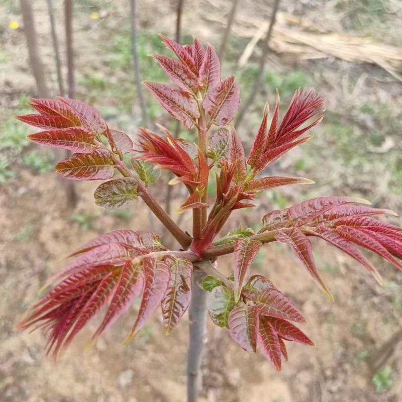 香椿苗四季香椿芽泰山红油香椿苗规格齐全大量批发