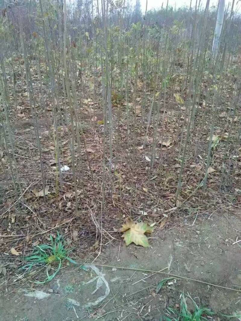 香椿苗四季香椿芽泰山红油香椿苗规格齐全大量批发