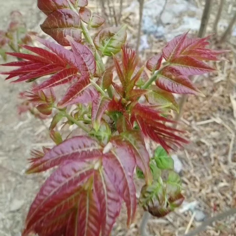香椿苗四季香椿芽泰山红油香椿苗规格齐全大量批发