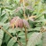 香椿苗四季香椿芽泰山红油香椿苗规格齐全大量批发