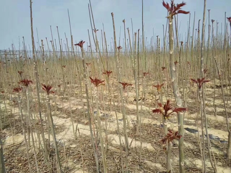 香椿苗四季香椿芽泰山红油香椿苗规格齐全大量批发