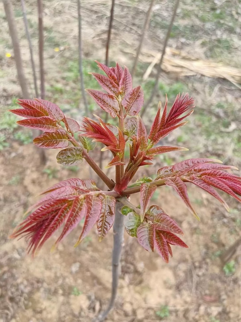 香椿苗四季香椿芽泰山红油香椿苗规格齐全大量批发