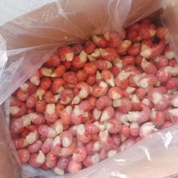 110粒龙虾尾特a现货，个头均匀，郑州仓发货，100送一