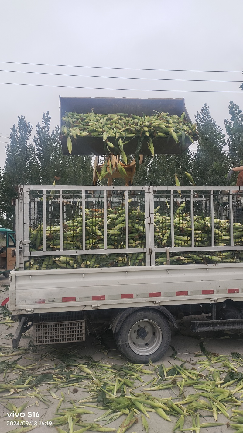 产地直发。花糯玉米大量供货中。货多量大代发全国各地。