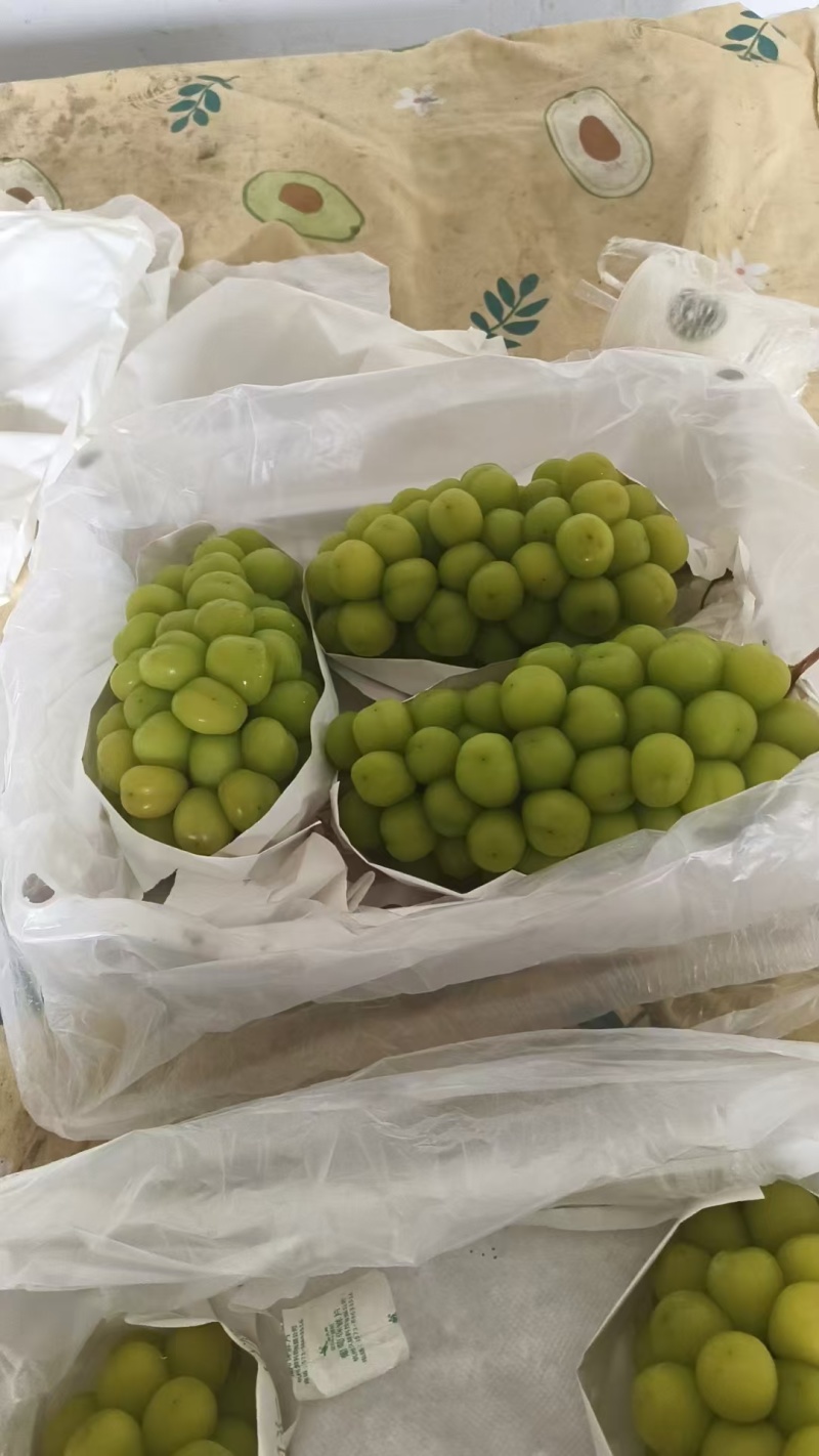 产地直销。阳光玫瑰产地。代发全国各地提供各种包装。
