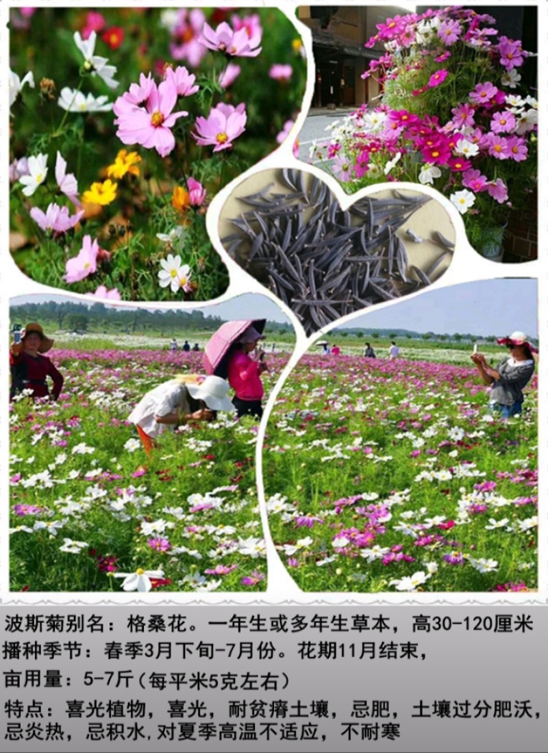 格桑花种子波斯菊种子四季草花籽孑盆栽庭院种植花海组合打造