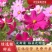 格桑花种子波斯菊种子四季草花籽孑盆栽庭院种植花海组合打造