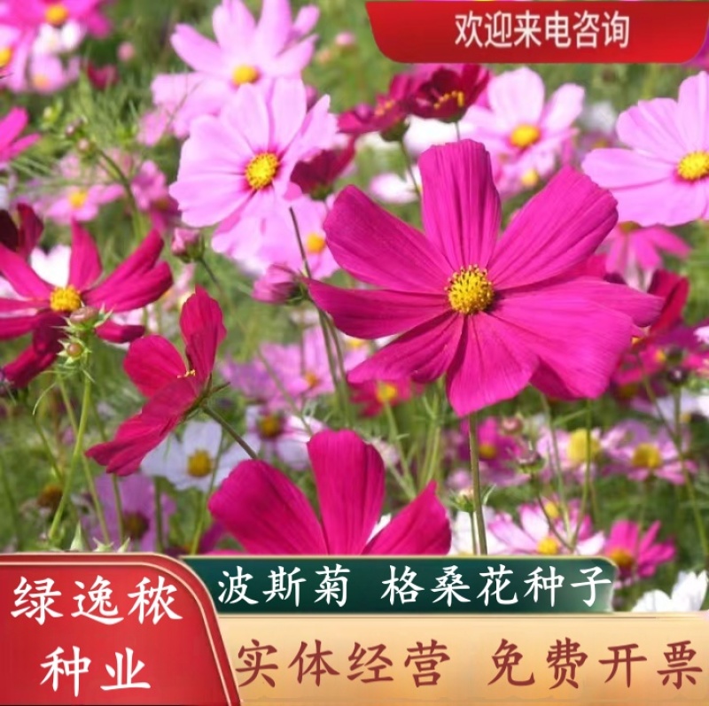 格桑花种子波斯菊种子四季草花籽孑盆栽庭院种植花海组合打造