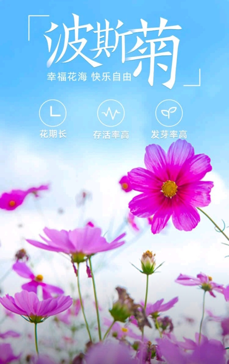 格桑花种子波斯菊种子四季草花籽孑盆栽庭院种植花海组合打造