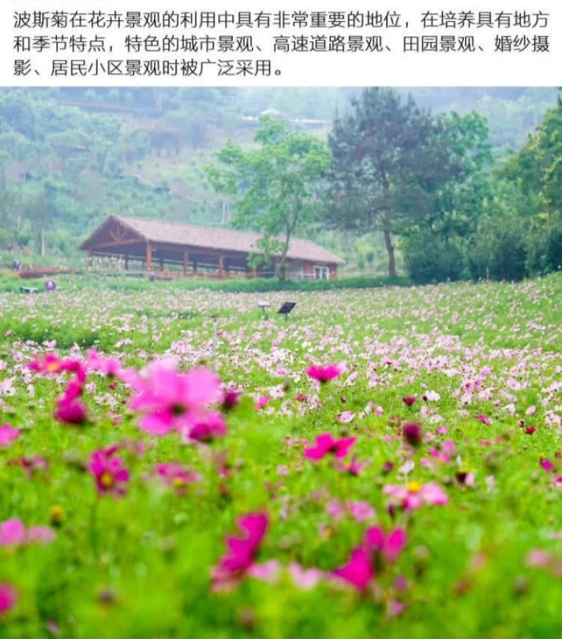 格桑花种子波斯菊种子四季草花籽孑盆栽庭院种植花海组合打造