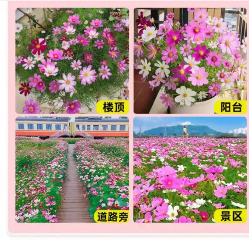 格桑花种子波斯菊种子四季草花籽孑盆栽庭院种植花海组合打造