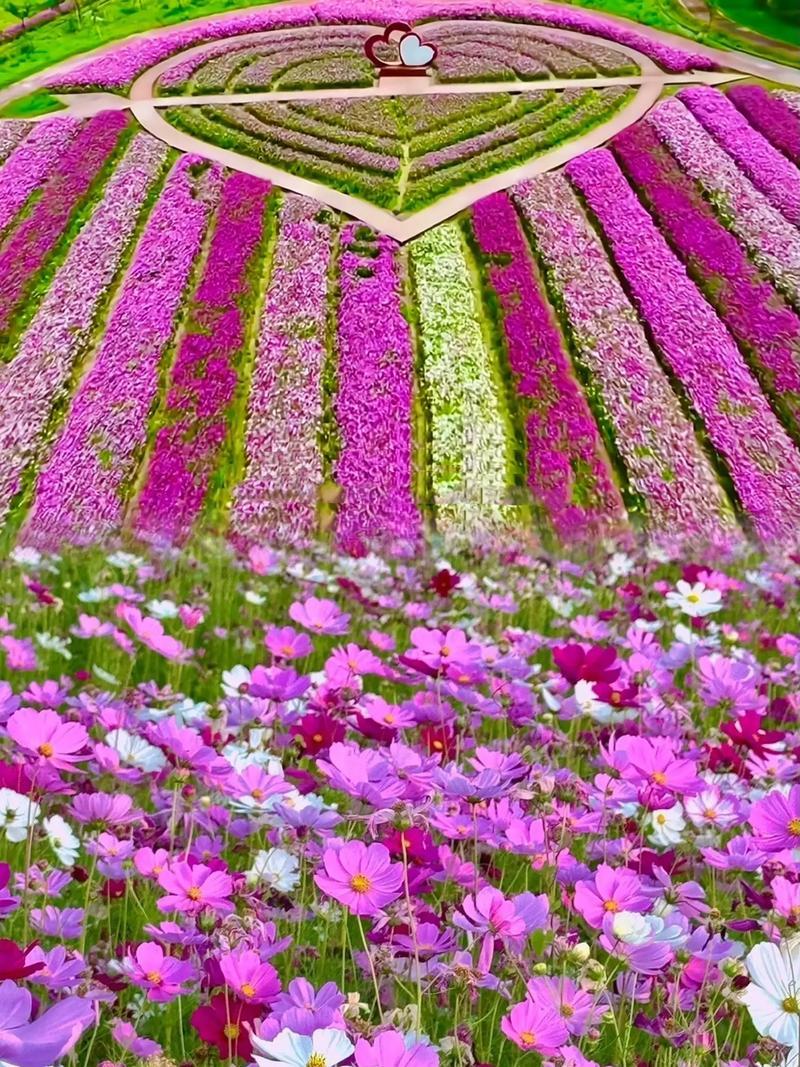 格桑花种子波斯菊种子四季草花籽孑盆栽庭院种植花海组合打造