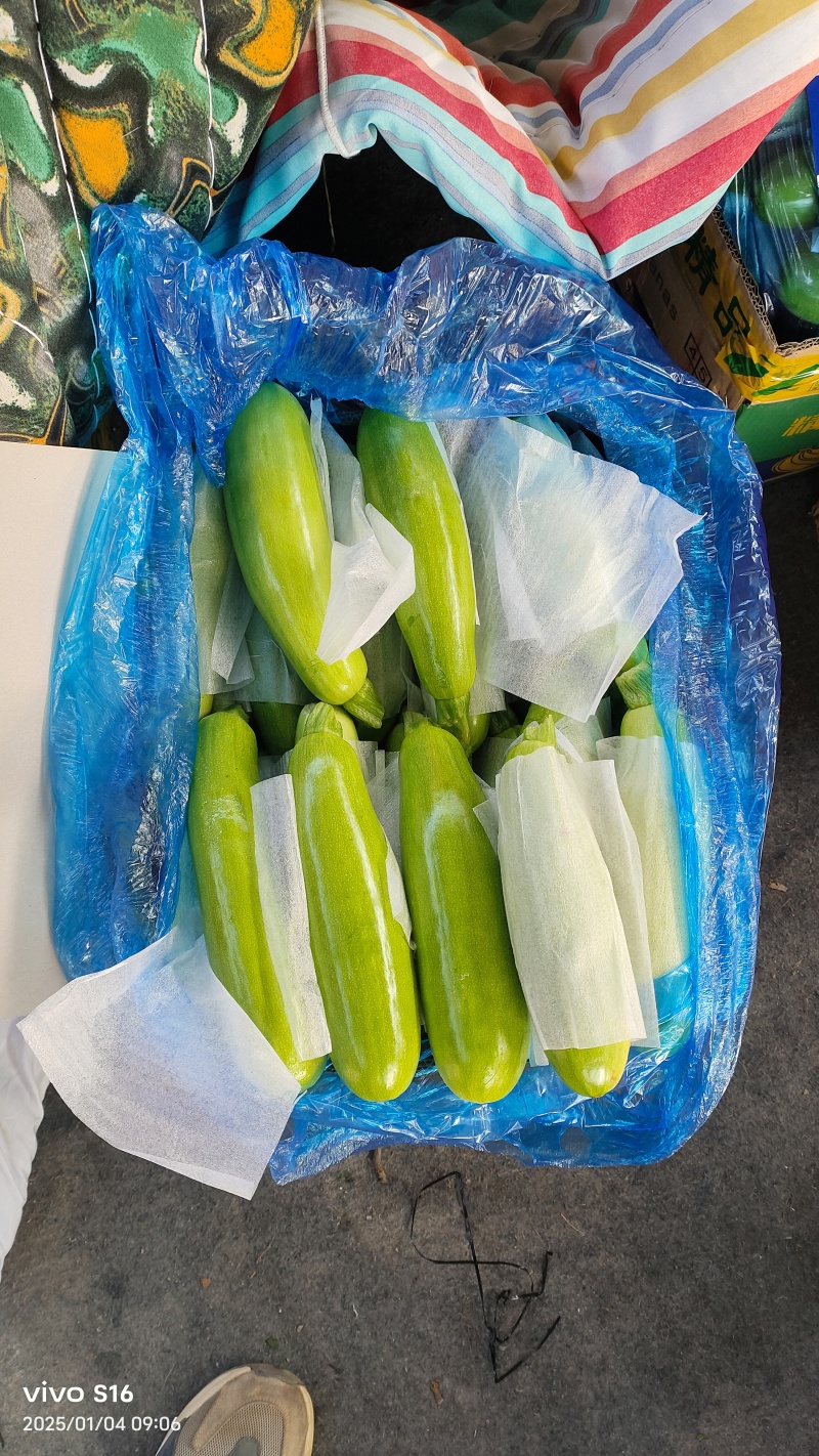 蔬菜产地，西葫芦大量供货货多量大，代发全国各地提供各种包装