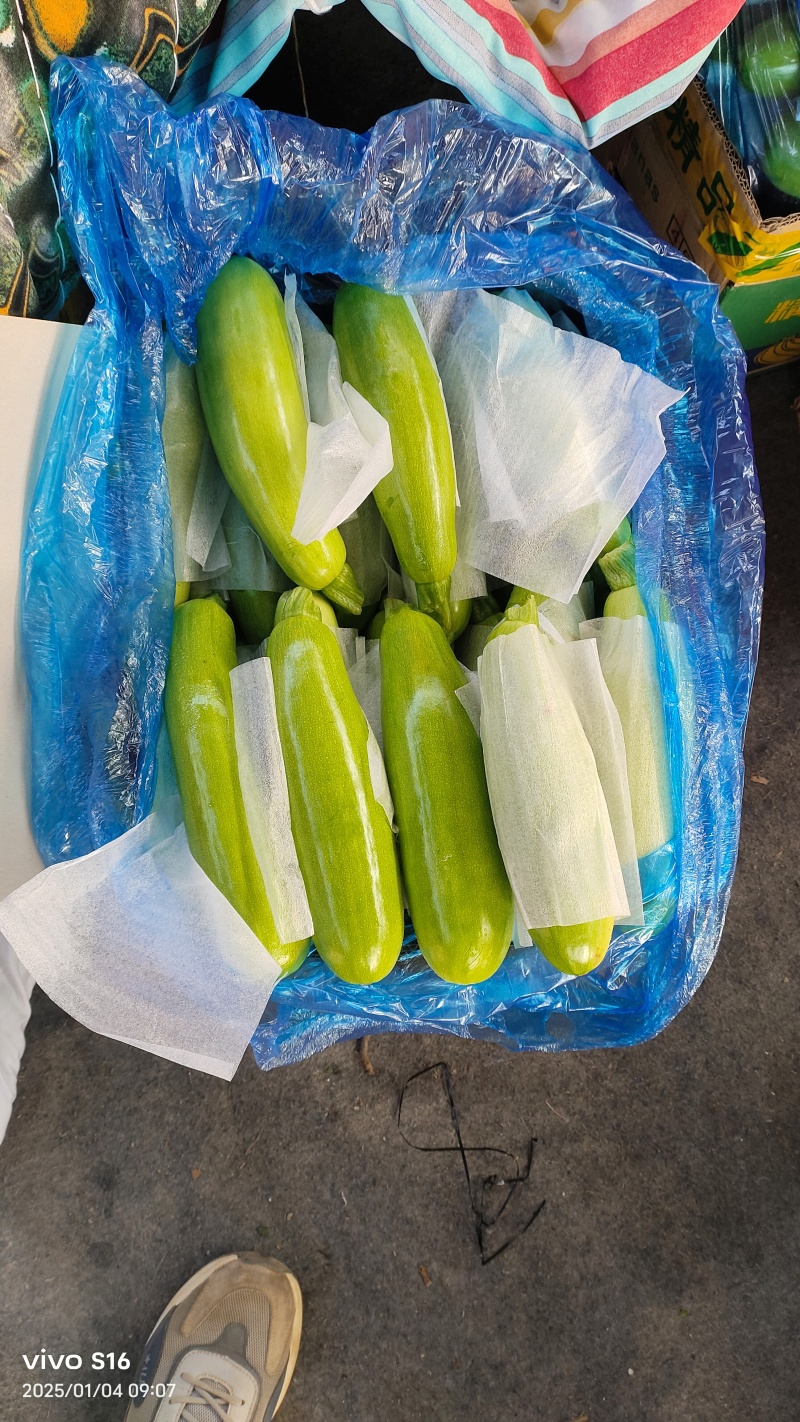蔬菜产地，西葫芦大量供货货多量大，代发全国各地提供各种包装