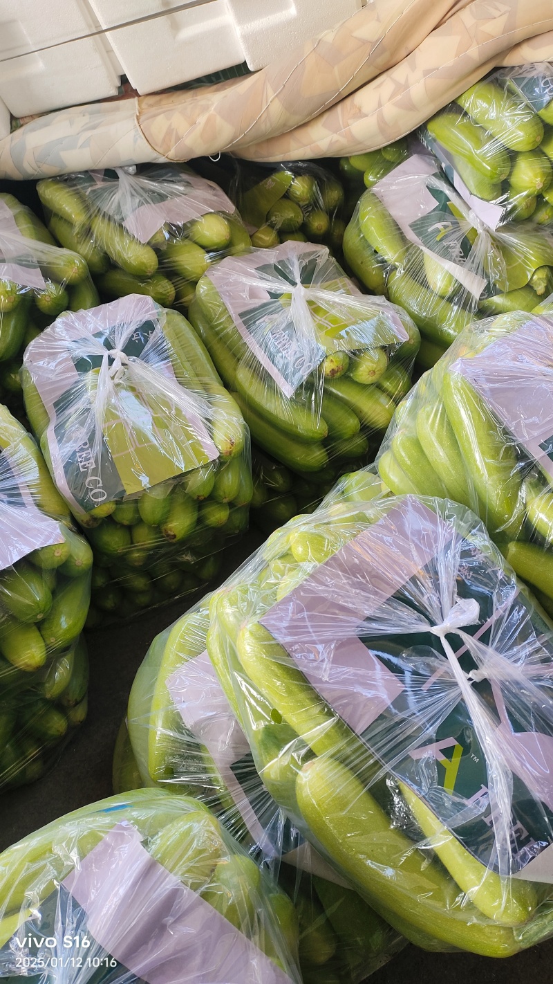 蔬菜产地，西葫芦大量供货货多量大，代发全国各地提供各种包装