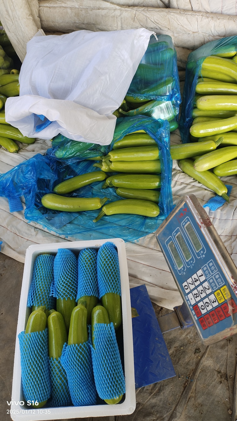 蔬菜产地，西葫芦大量供货货多量大，代发全国各地提供各种包装