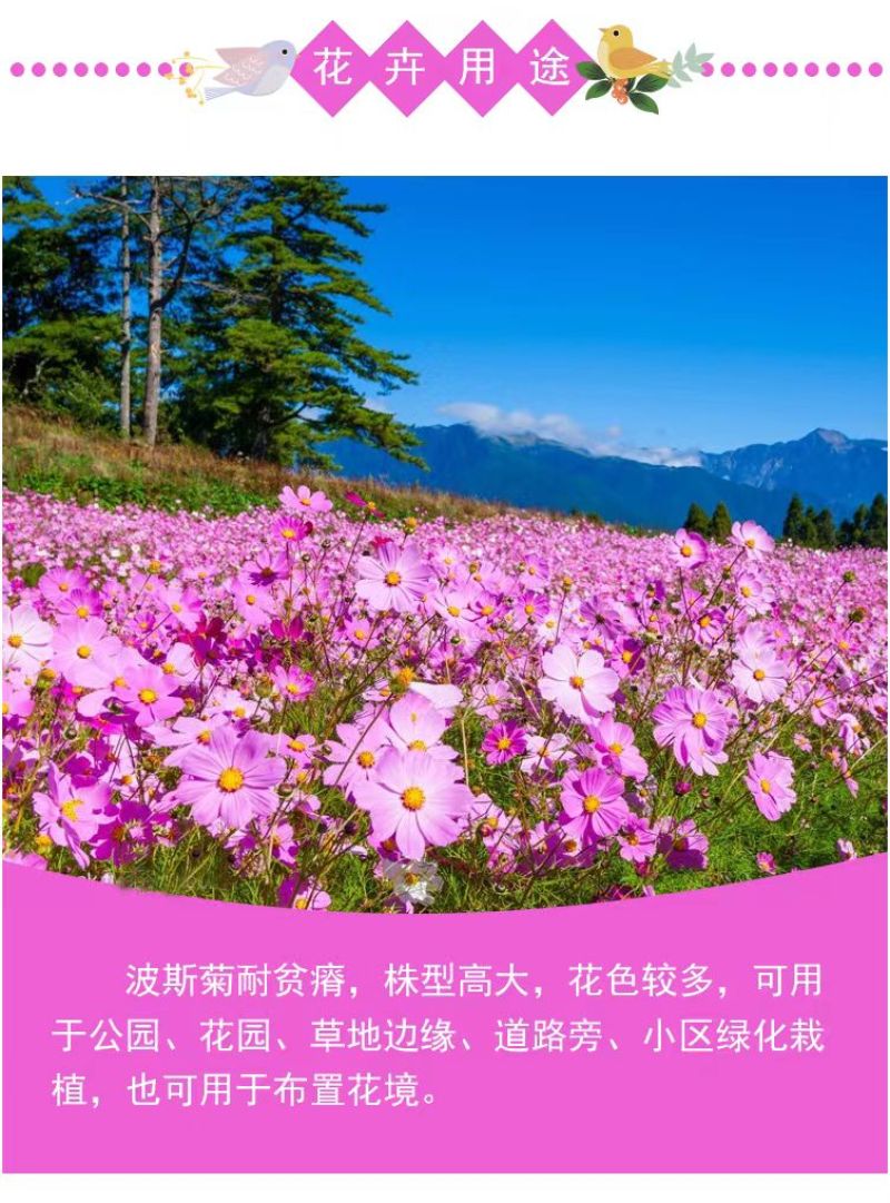 格桑花种子波斯菊种子四季草花籽孑盆栽庭院种植花海组合打造