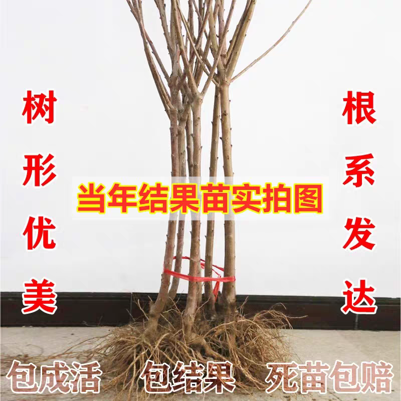 鲁樱三号樱桃苗，口感香甜，果子大，产量高，好管理，