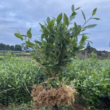 茶叶树苗批发茶园基地直供提供技术指导园林绿化可开发票