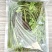 森林小炒野生蕨菜滑子菇500克特色混合蔬菜包