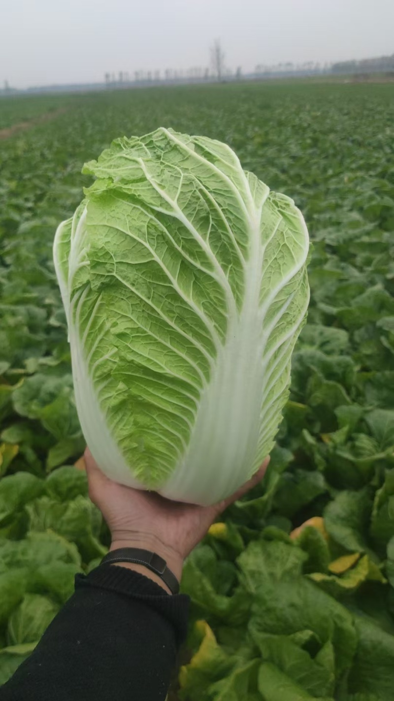 产地白菜大量供货。货多量大，代发全国各地提供各种包装