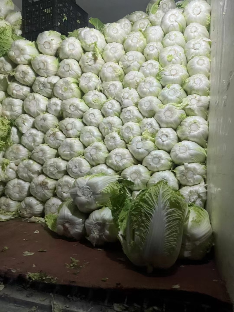 产地白菜大量供货。货多量大，代发全国各地提供各种包装