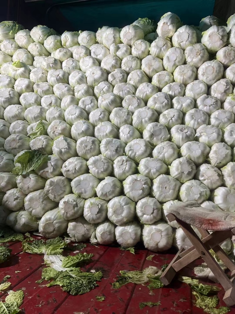 产地白菜大量供货。货多量大，代发全国各地提供各种包装