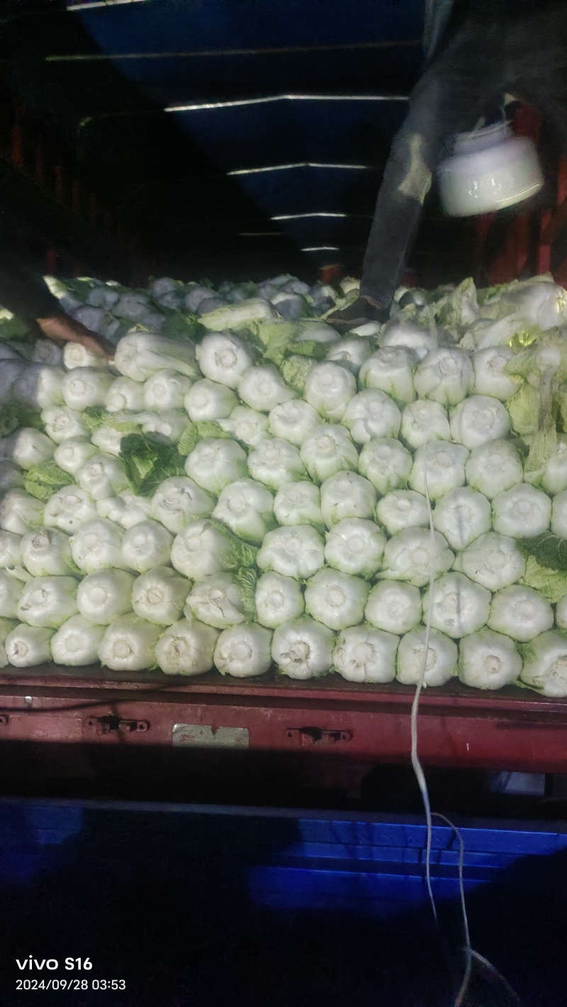 产地白菜大量供货。货多量大，代发全国各地提供各种包装