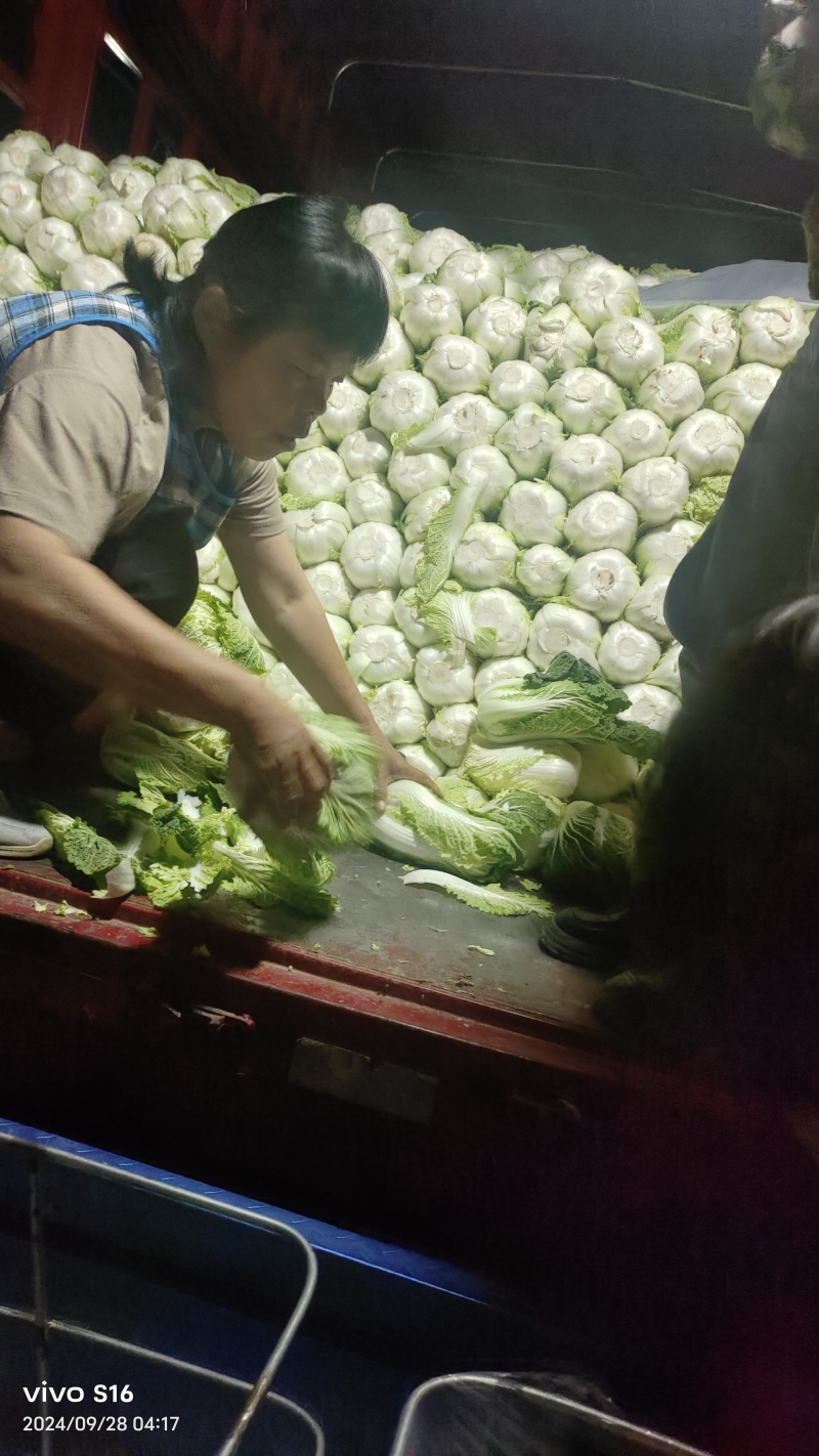 产地白菜大量供货。货多量大，代发全国各地提供各种包装