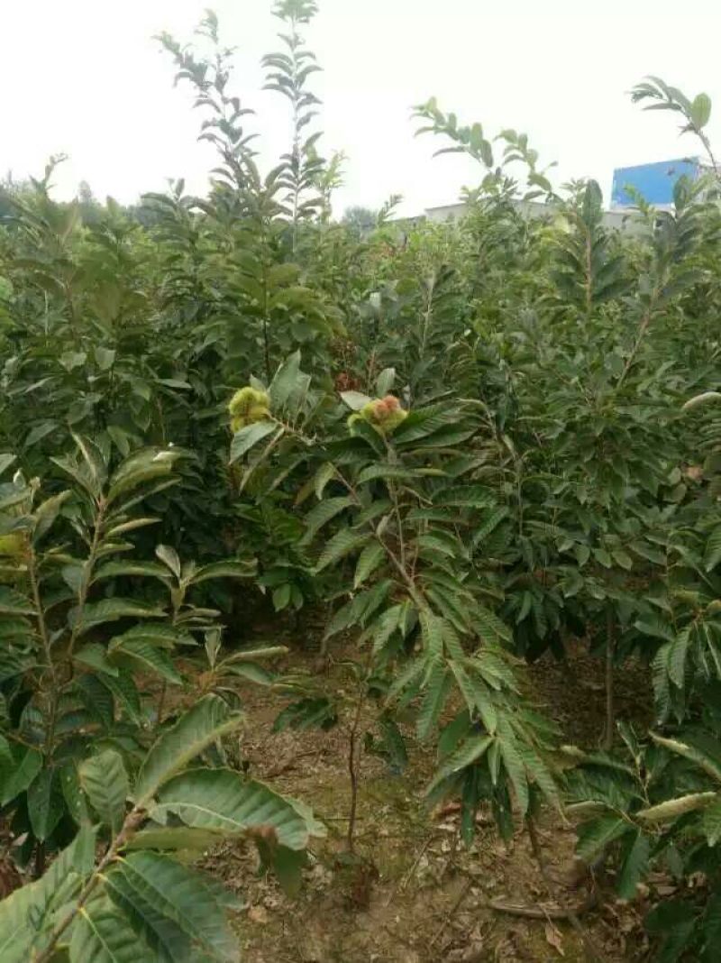 苗圃基地大量批发泰山板栗油板栗嫁接板栗苗