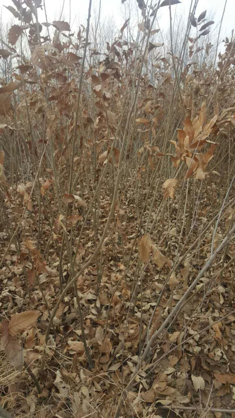 苗圃基地大量批发泰山板栗油板栗嫁接板栗苗