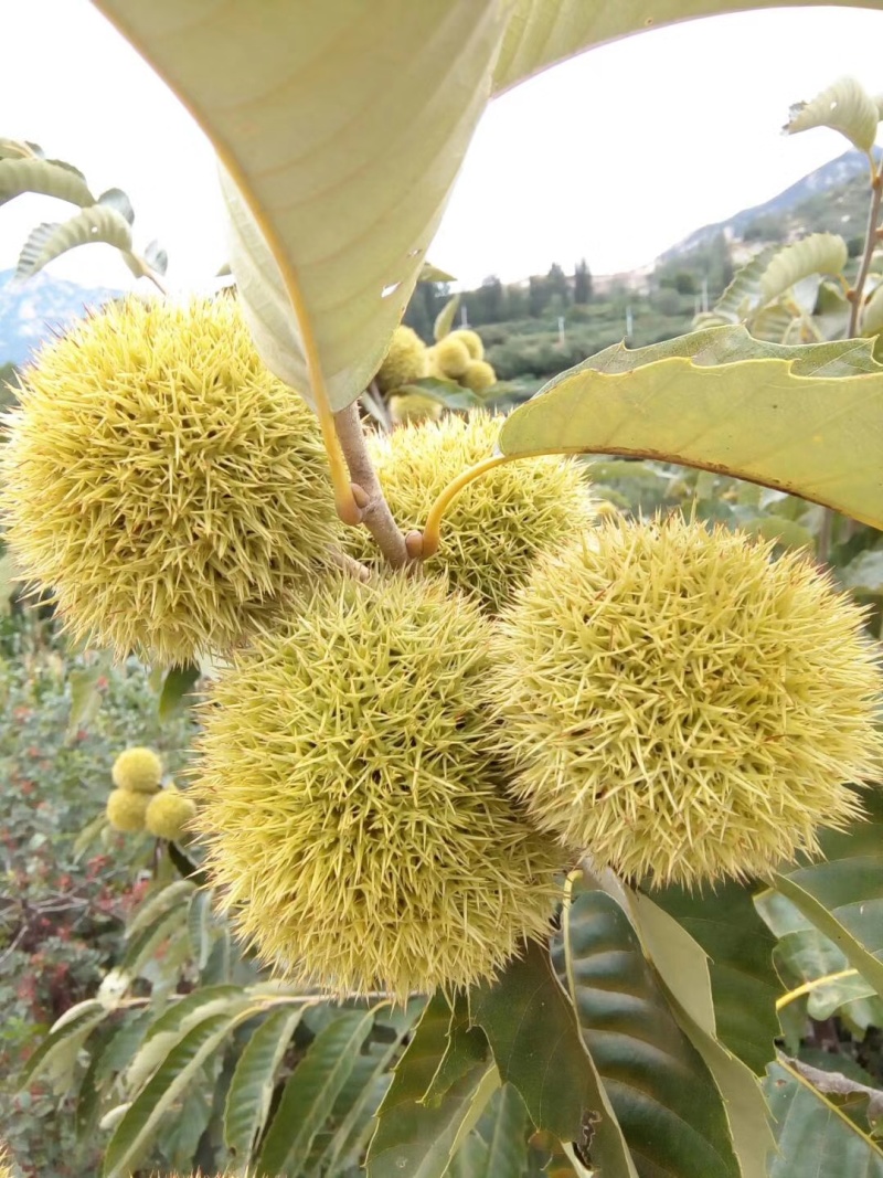 苗圃基地大量批发泰山板栗油板栗嫁接板栗苗