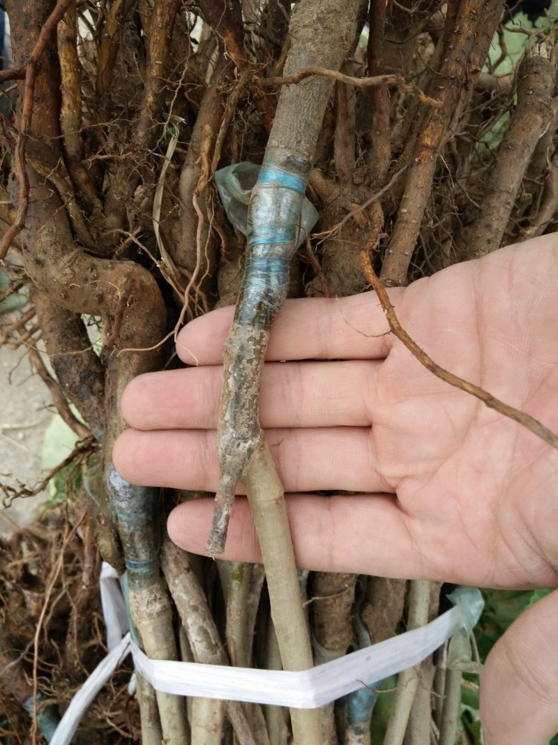 苗圃基地大量批发泰山板栗油板栗嫁接板栗苗
