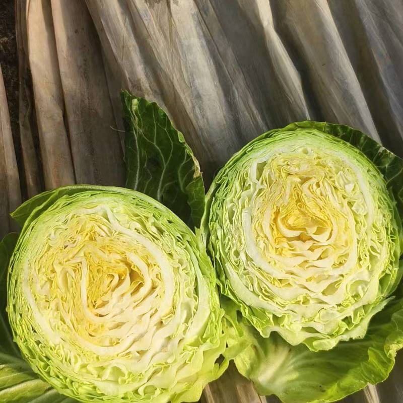甘蓝，包菜，卷心菜大量上市青州市洪亮果蔬市场欢迎