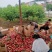 【原产地】湖北油桃毛桃产地直发量大对接各大平台市场
