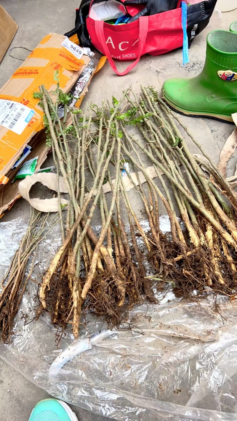 山西正宗大刺皂角苗皂荚苗南北方种植